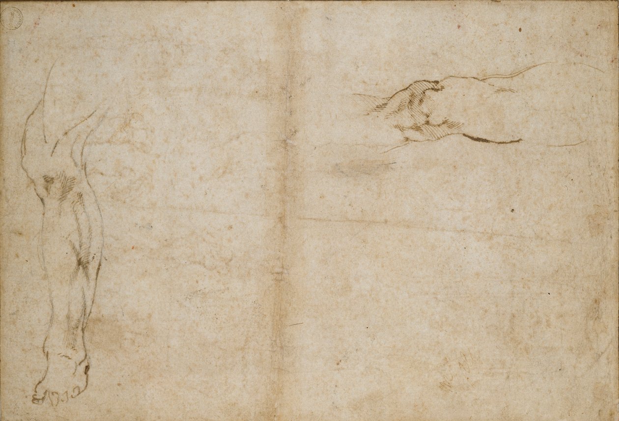 Verso: Studier av en manns ben, c1490-1560 av Michelangelo Buonarroti