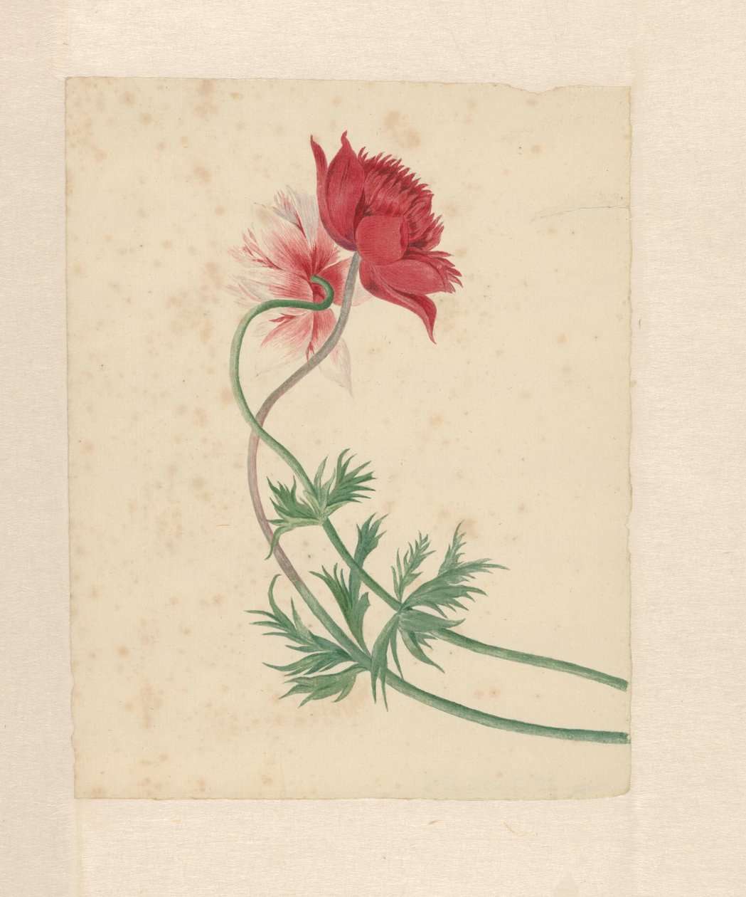 To greiner med hver sin blomst av Michiel Van Huysum