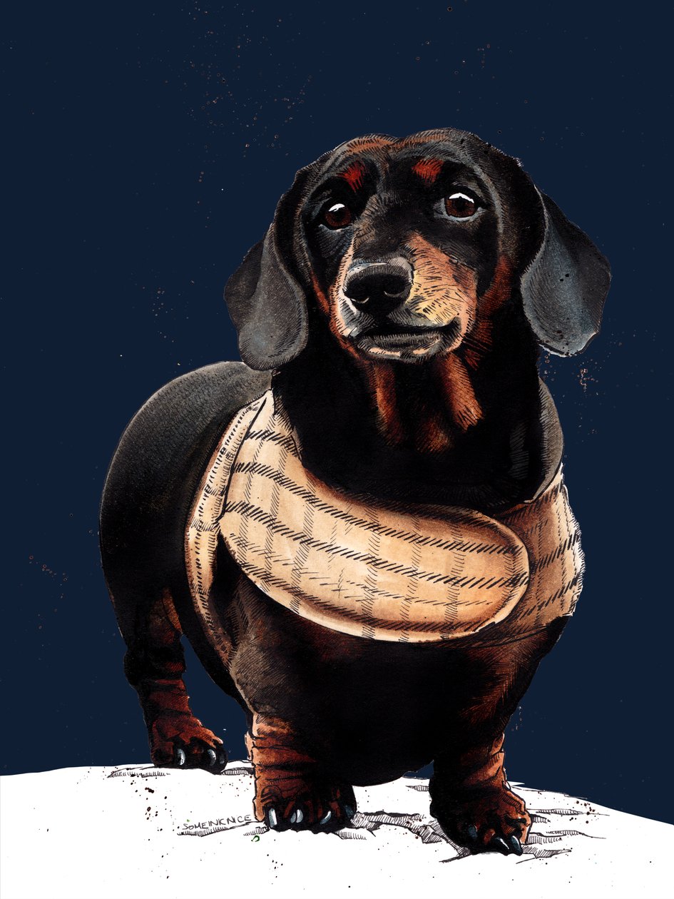 Arthur The Dachshund på midnattsblått, 2020 av Mike Davis
