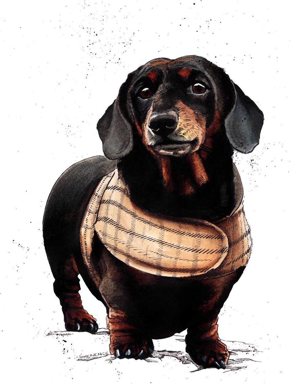 Arthur Dachshunden på hvitt, 2019 av Mike Davis