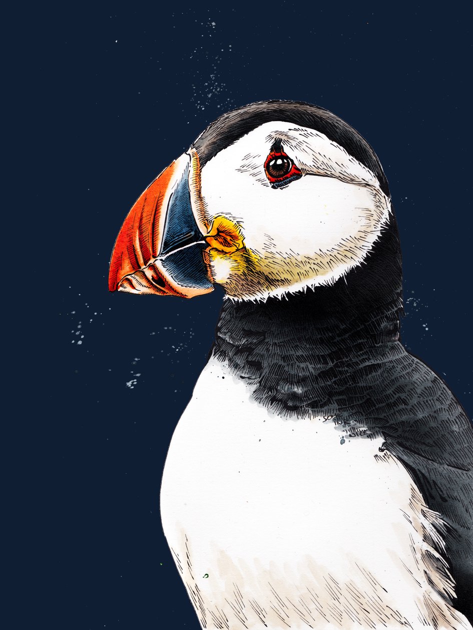 Clive The Puffin på Midnight Blue, 2020 av Mike Davis