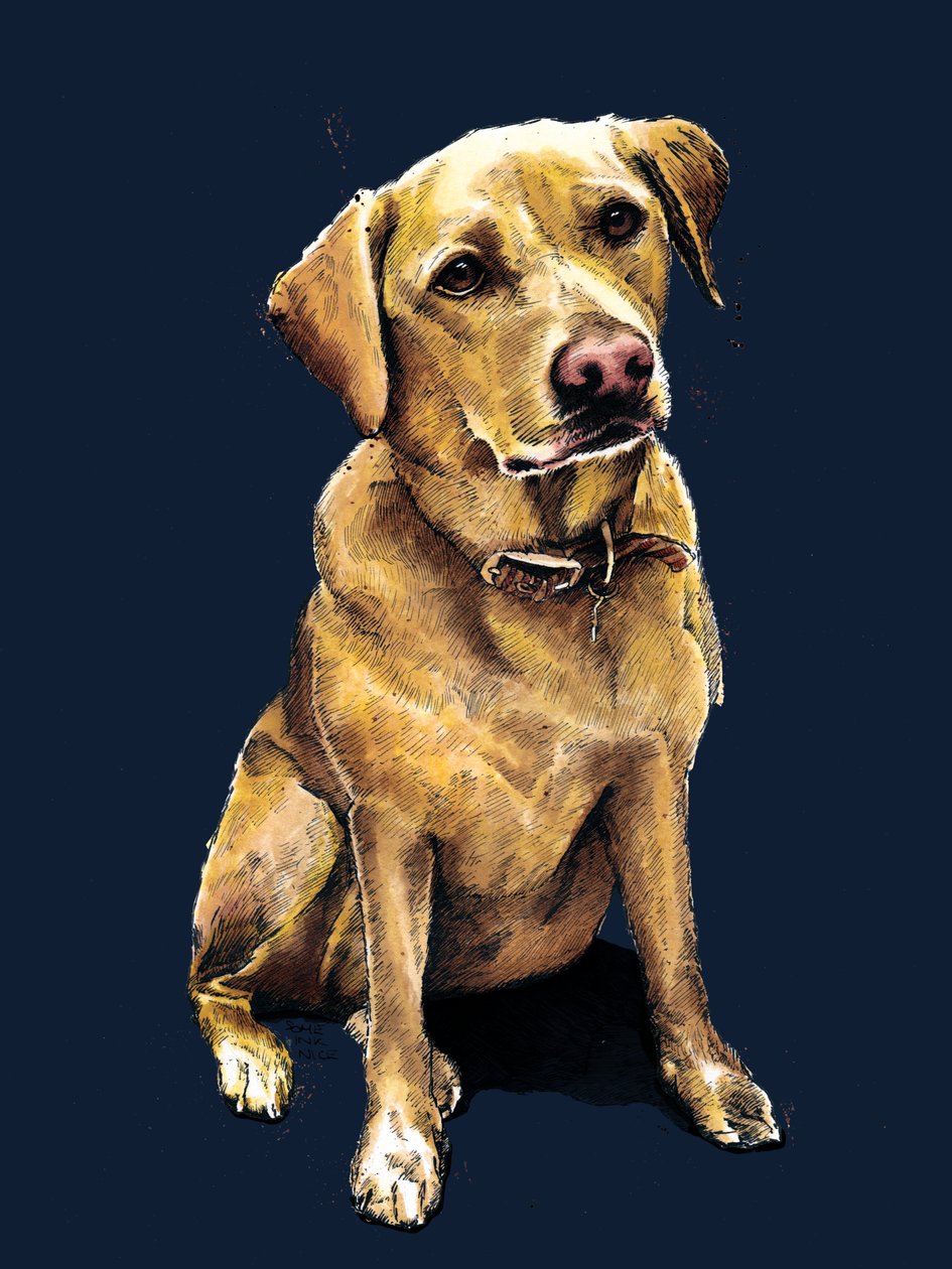 Daisy The Labrador on Midnight Blue, 2020 av Mike Davis