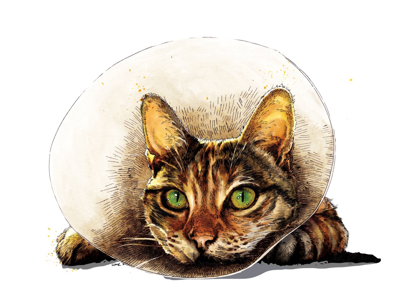 Bli frisk katt på hvitt, 2020 av Mike Davis