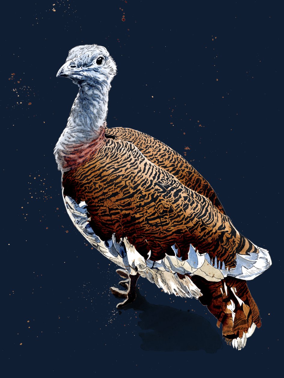 Great Bustard on Midnight Blue, 2020 av Mike Davis