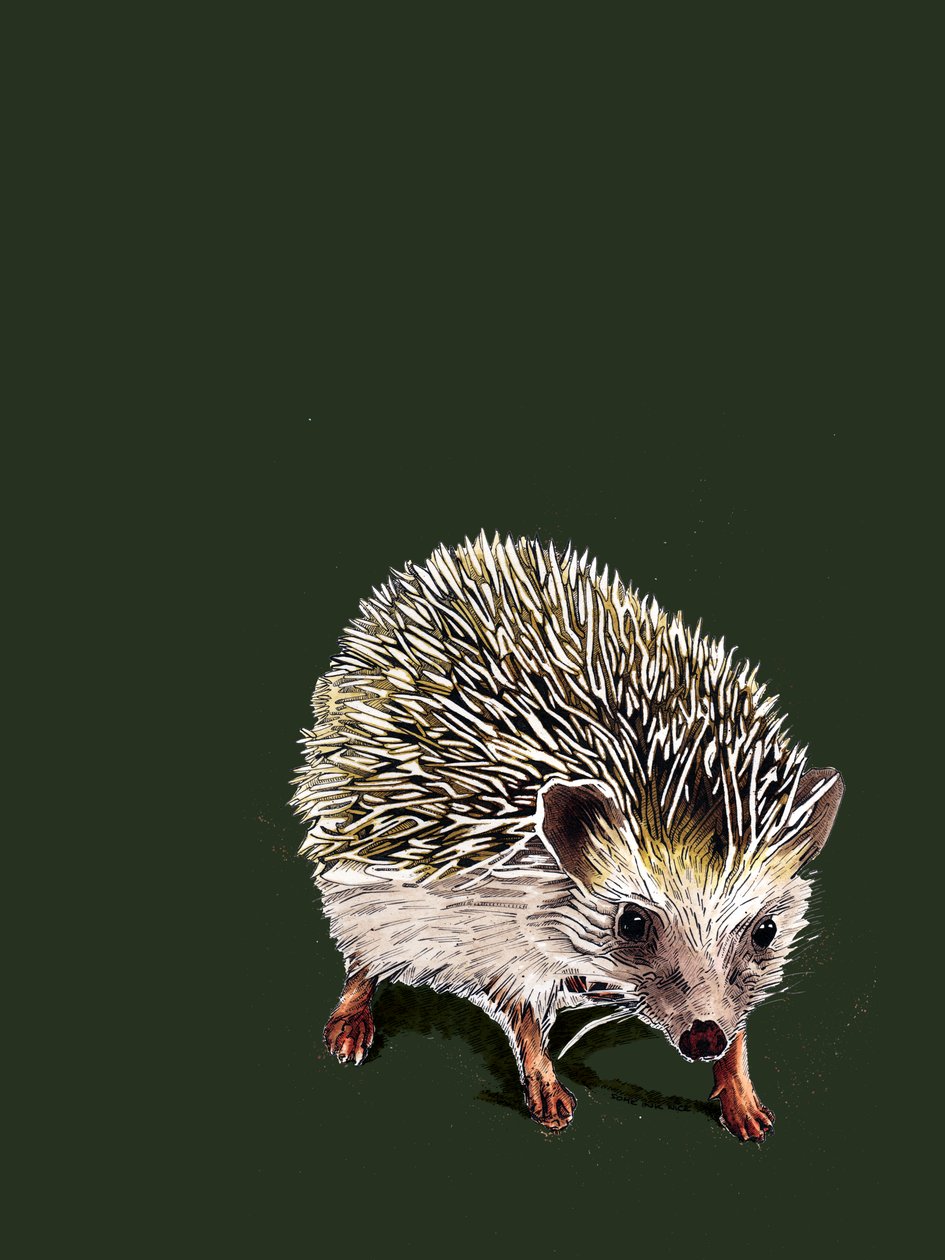 Kimchi The Hedgehog on Forest Green, 2020 av Mike Davis