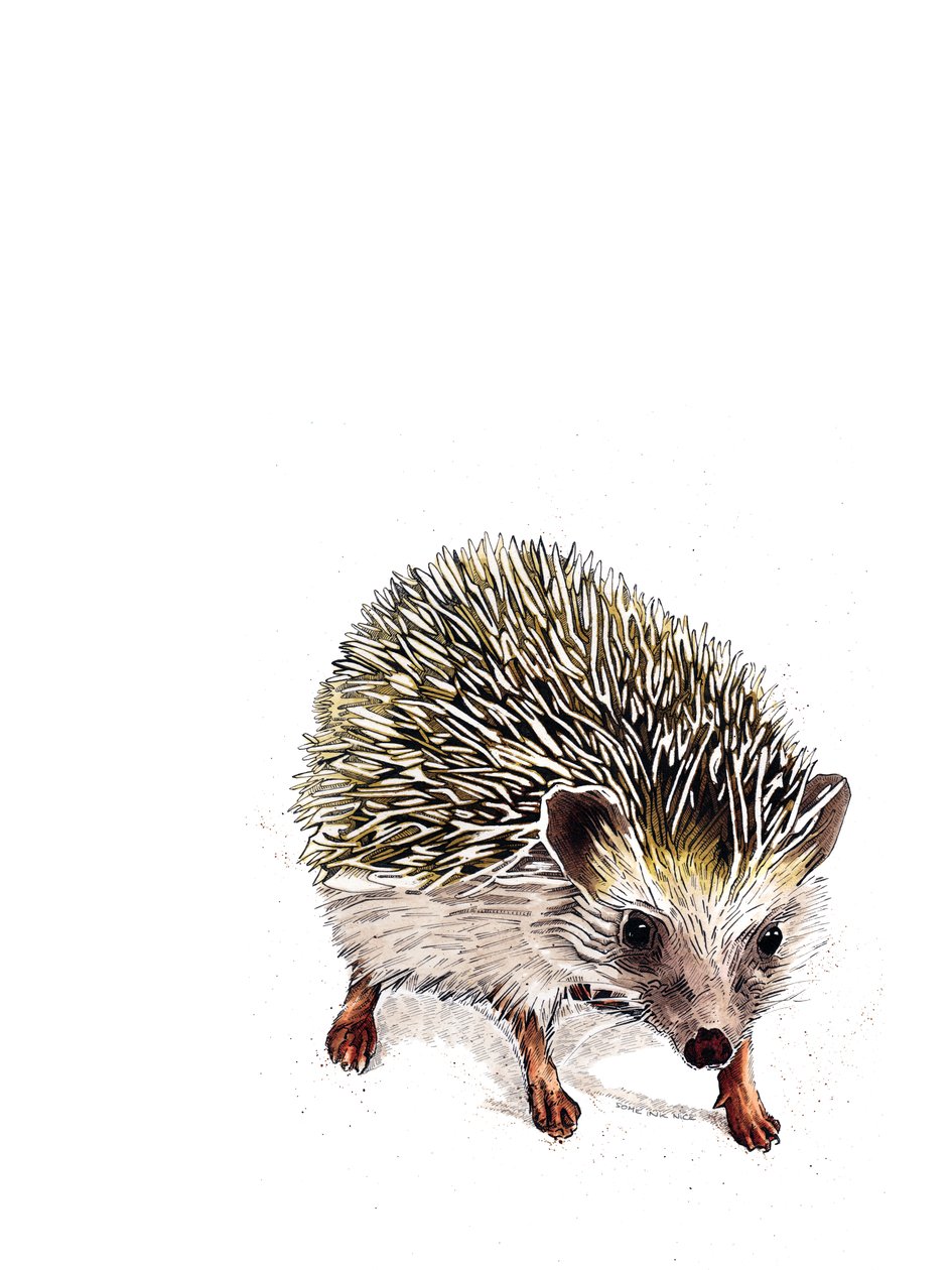 Kimchi The Hedgehog on White, 2019 av Mike Davis