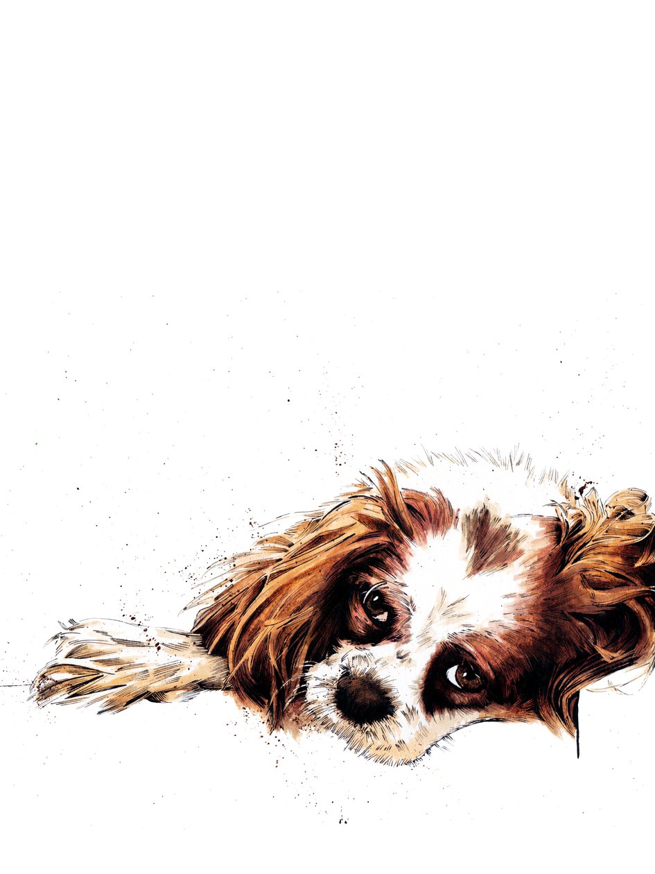 Meg The Spaniel on White, 2020 av Mike Davis