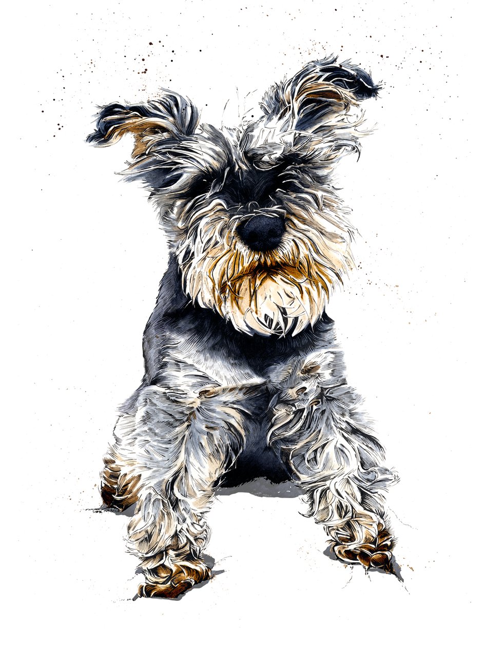 Ollie The Schnauzer on White, 2019 av Mike Davis