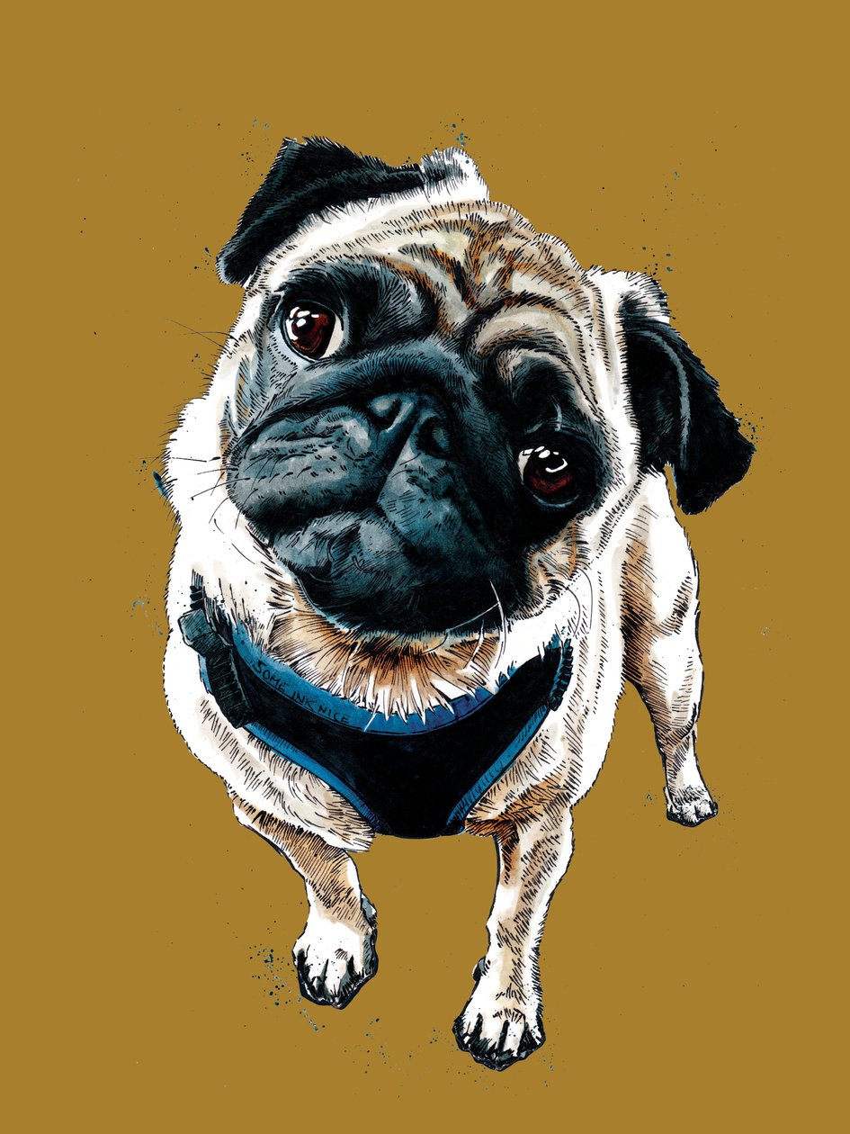 Teddy The Pug på Golden Yellow, 2020 av Mike Davis