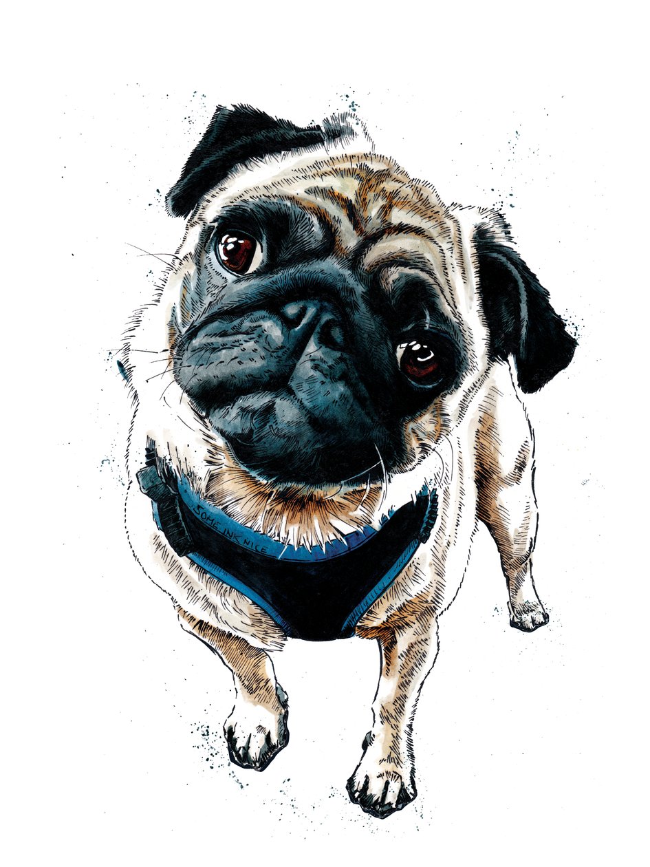 Teddy The Pug on White, 2019 av Mike Davis