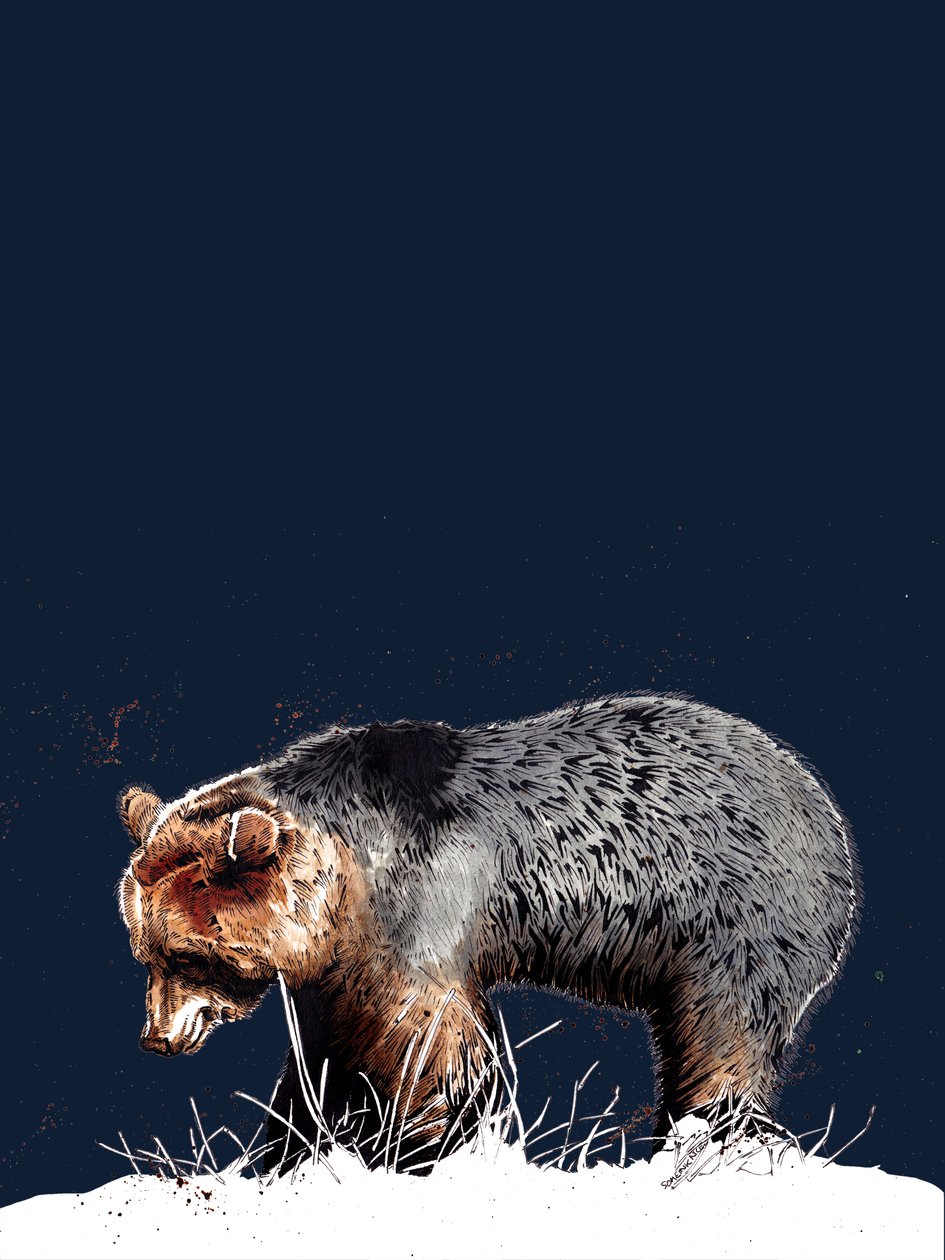 The Bear on Midnight Blue, 2020 av Mike Davis
