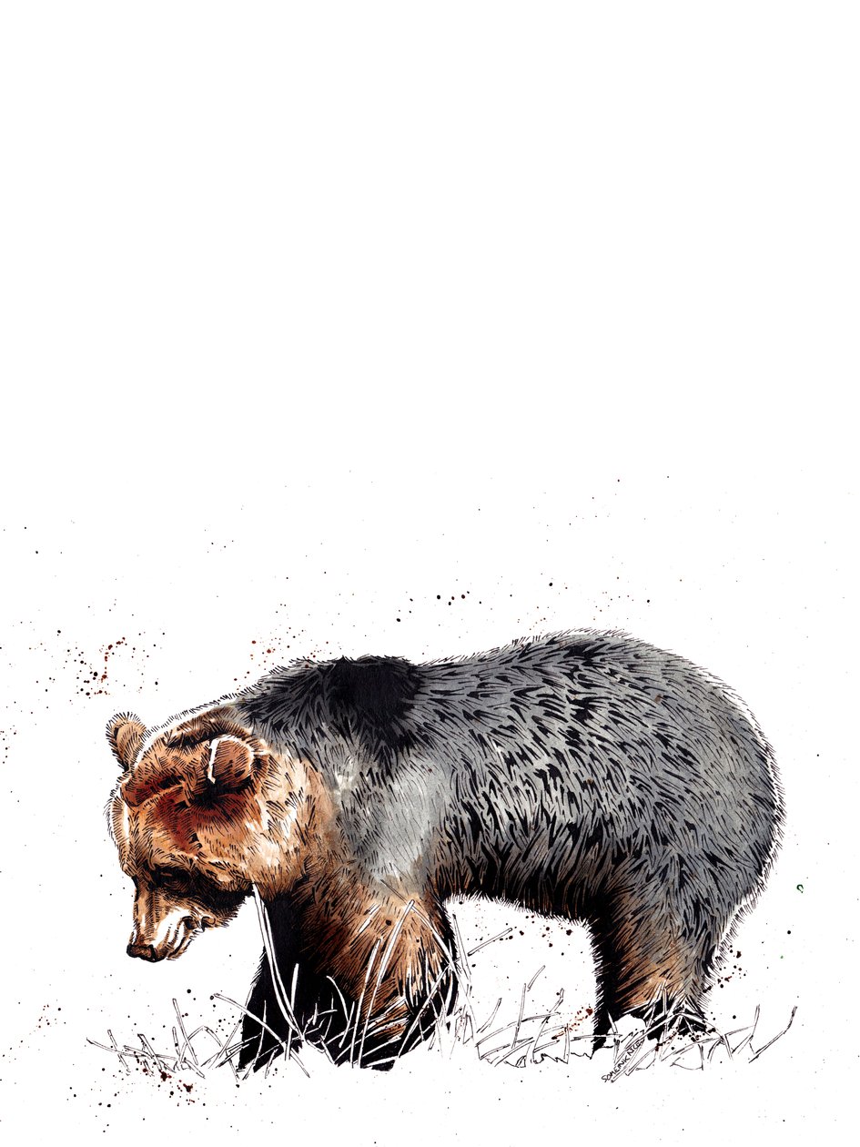 The Bear on White, 2020 av Mike Davis