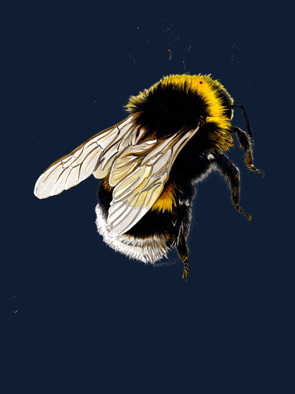 The Bee on Midnight Blue, 2020 av Mike Davis