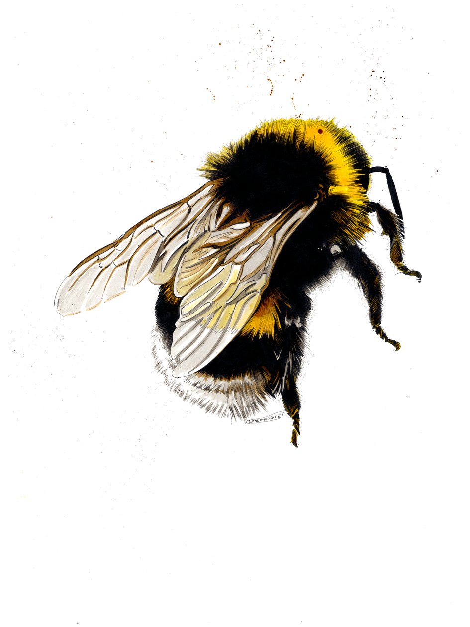 The Bee on White, 2019 av Mike Davis