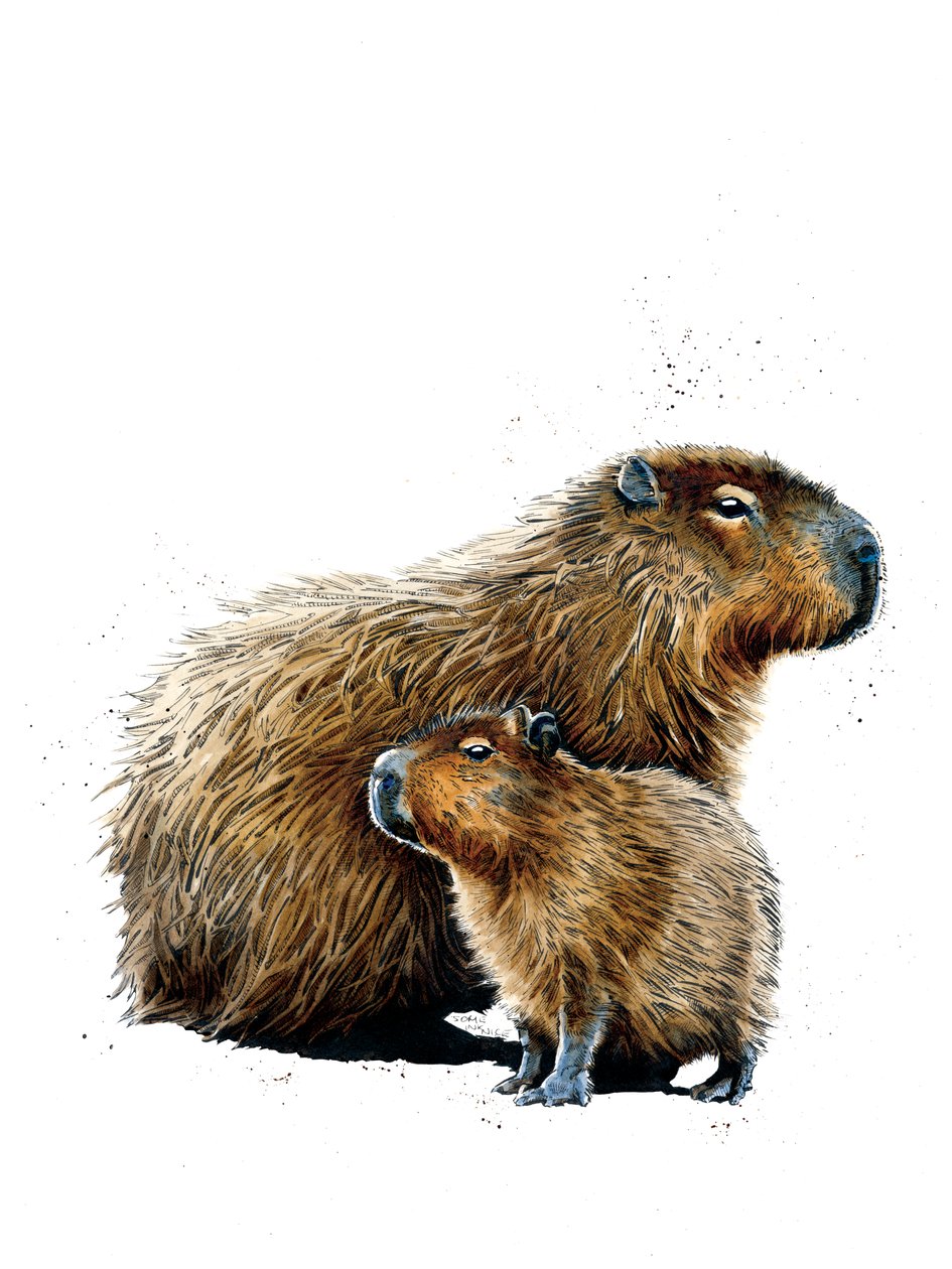 The Capybaras on White, 2019 av Mike Davis