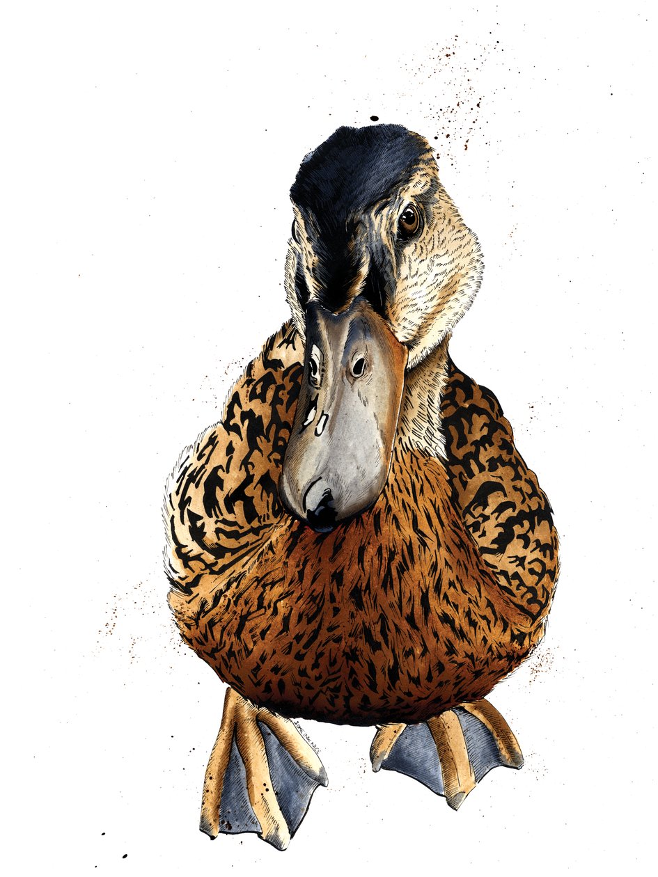 The Duck on White, 2019 av Mike Davis