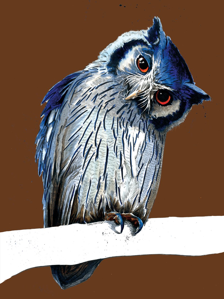 The Northern White-faced Owl on Burnt Orange, 2020 av Mike Davis
