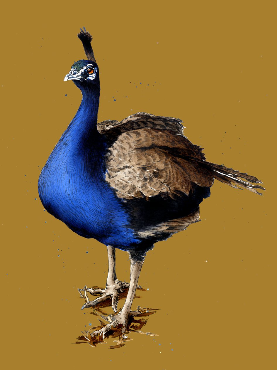Påfuglen på gullgul, 2020 av Mike Davis