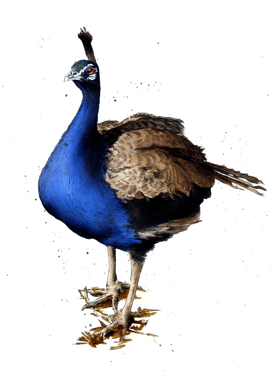 Påfuglen på hvitt, 2019 av Mike Davis