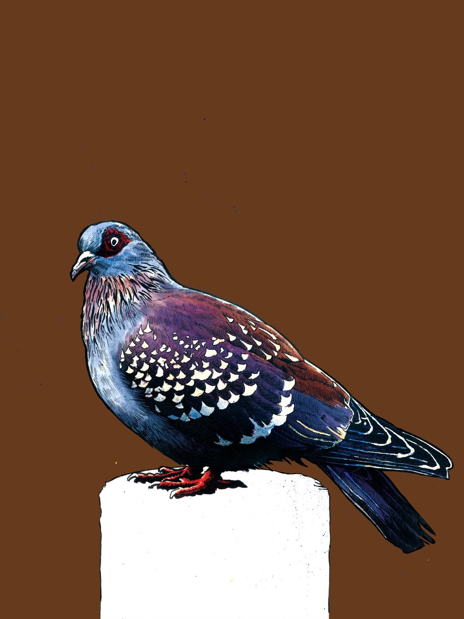 The Pigeon on Burnt Orange, 2020 av Mike Davis