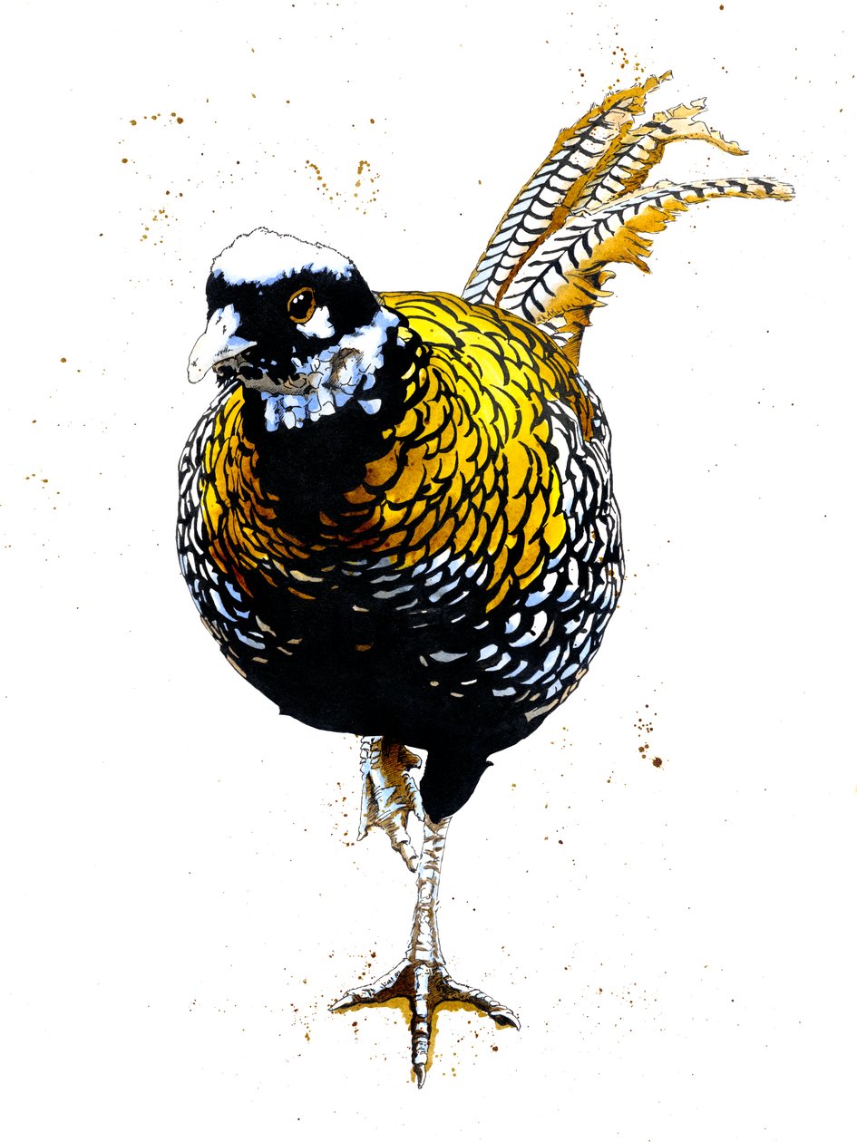 The Reeves Pheasant on White, 2019 av Mike Davis