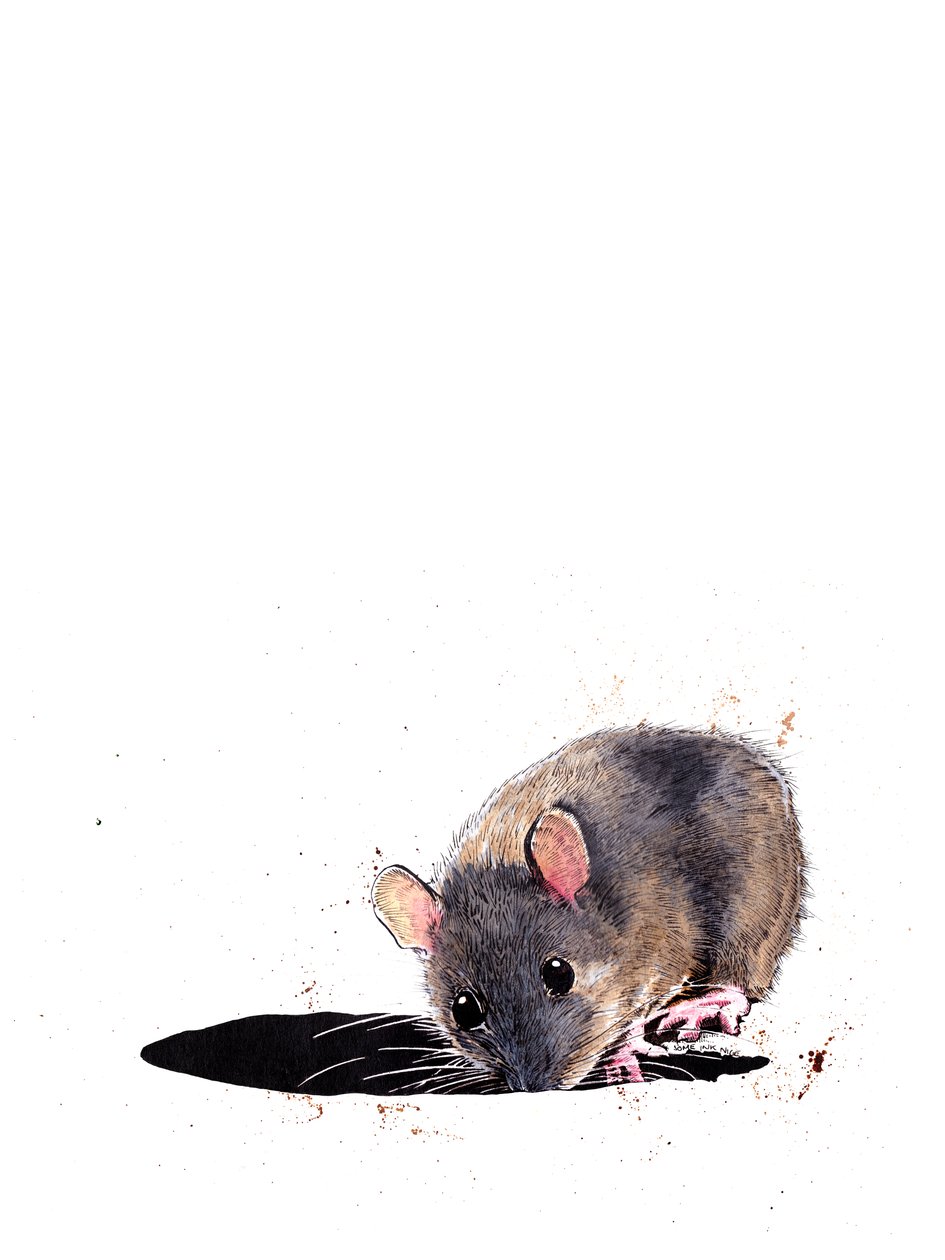 Skogmusen på hvitt, 2019 av Mike Davis