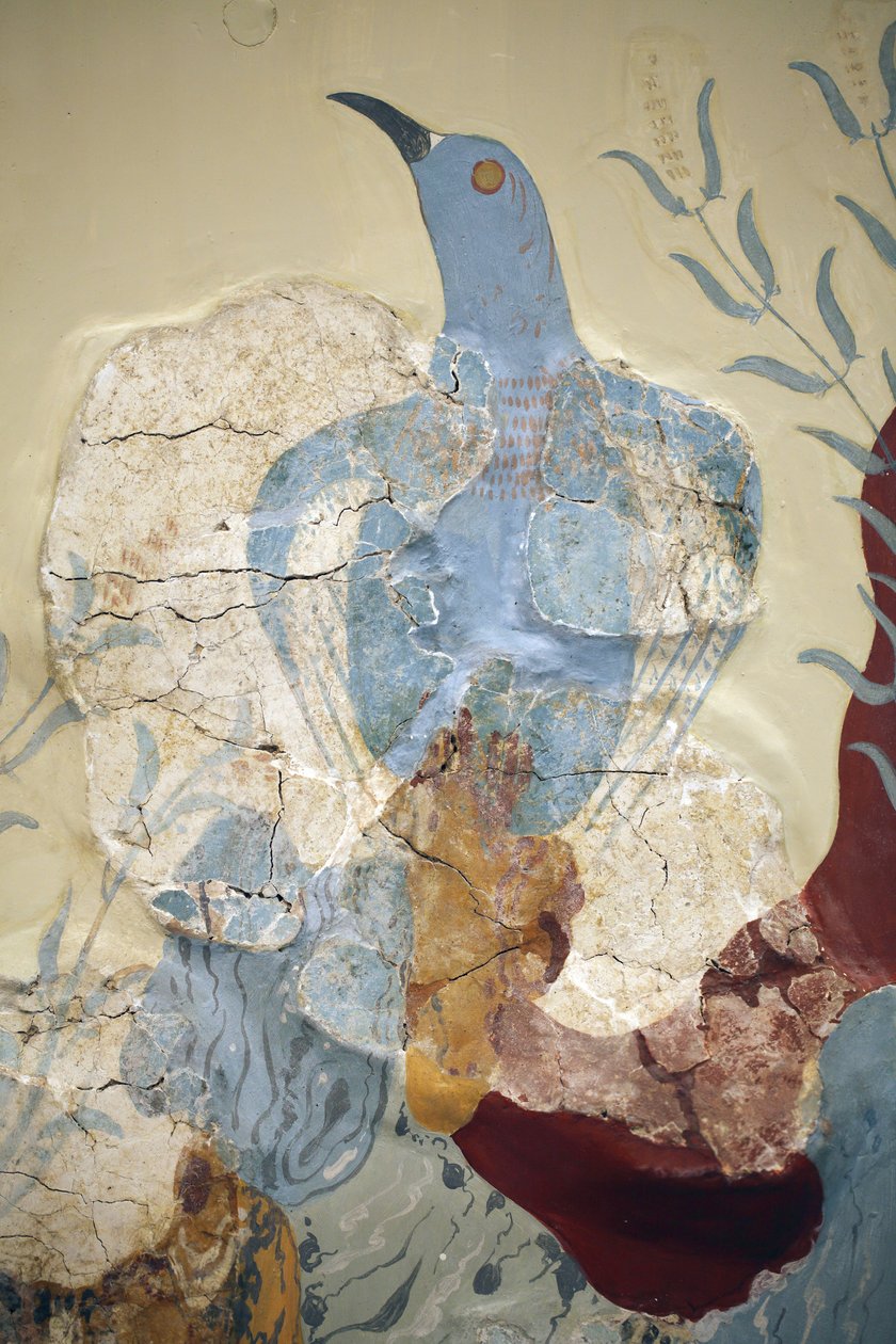 Minoen kunst. Detalj av "" Blue bird" Fresco eller "" Den blå fuglen på Kreta"". Et av de tidligste og viktigste maleriene fra det såkalte ç Freskomaleriens hus è på Knossos er det av ç Blue Bird è. Den er veldig fragmentarisk og absolutt belo av Minoan