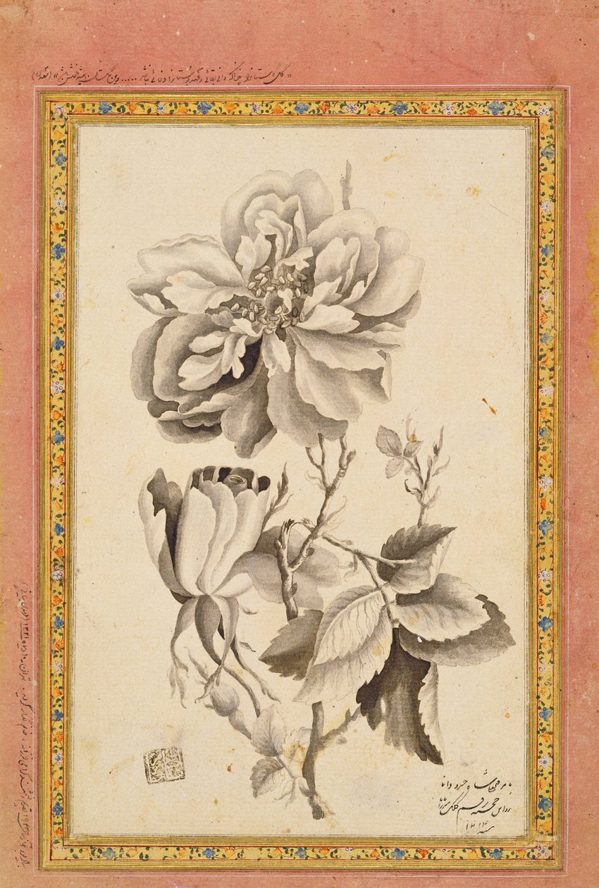 Rose, 1799-1800 (blekkvask på papir) av Mirza Baba