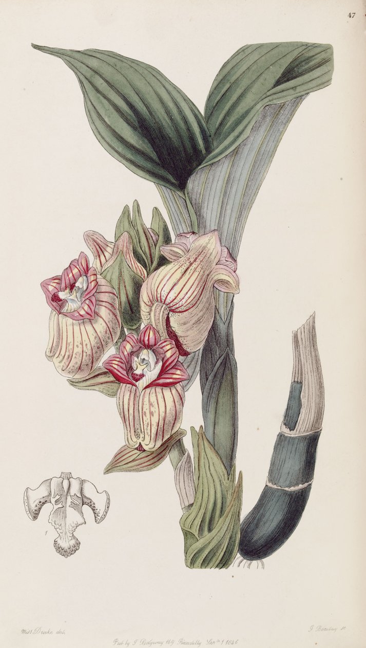 Acanthephippium javanicum (stavet Acanthophippium javanicum) av Miss Drake
