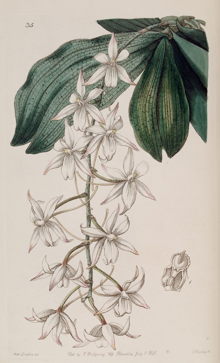 Aerangis biloba (som syn. Angraecum bilobum) av Miss Drake