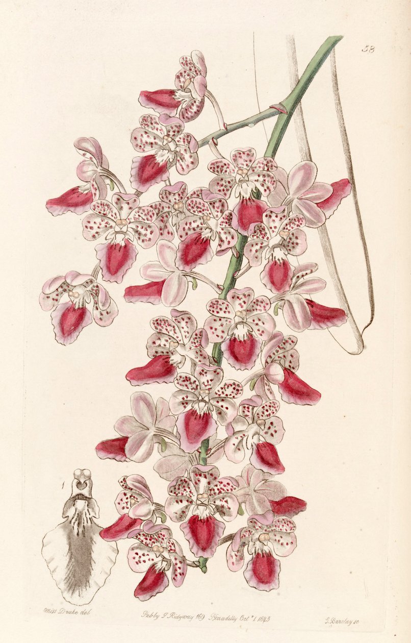 Aerides maculosa (som Aerides maculosum) av Miss Drake