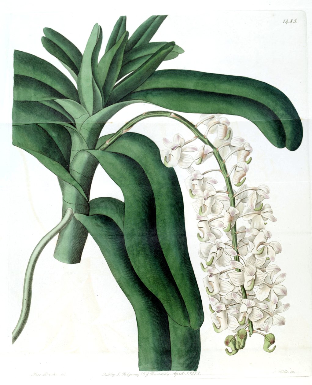 Aerides odoratum (som syn. Aerides cornutum) av Miss Drake
