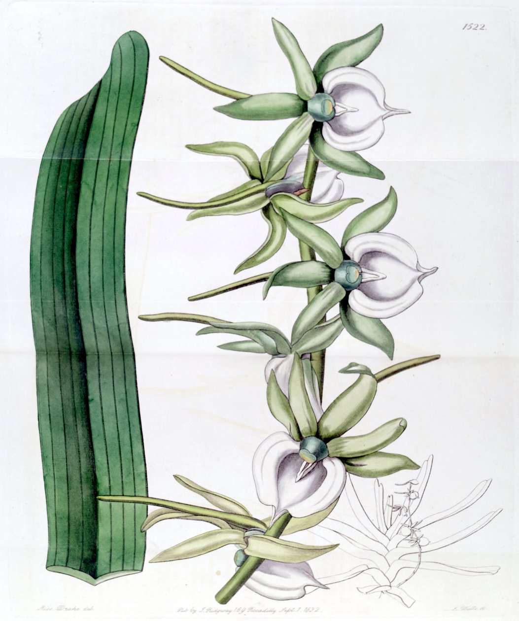 Angraecum elfenben av Miss Drake