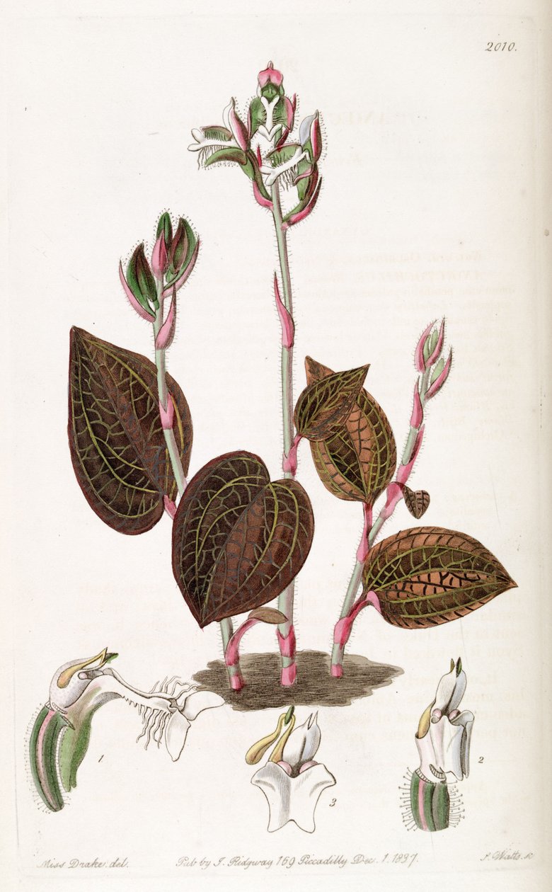 Anoectochilus setaceus av Miss Drake