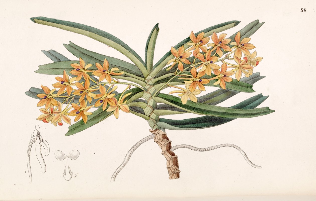 Ascocentrum miniatum (som syn. Saccolabium miniatum) av Miss Drake