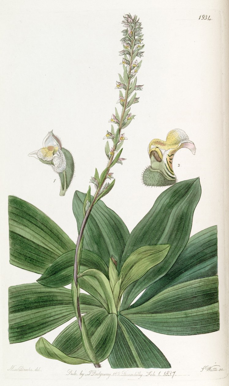 Brachystele bracteosa (som syn. Spiranthes bracteosa) av Miss Drake