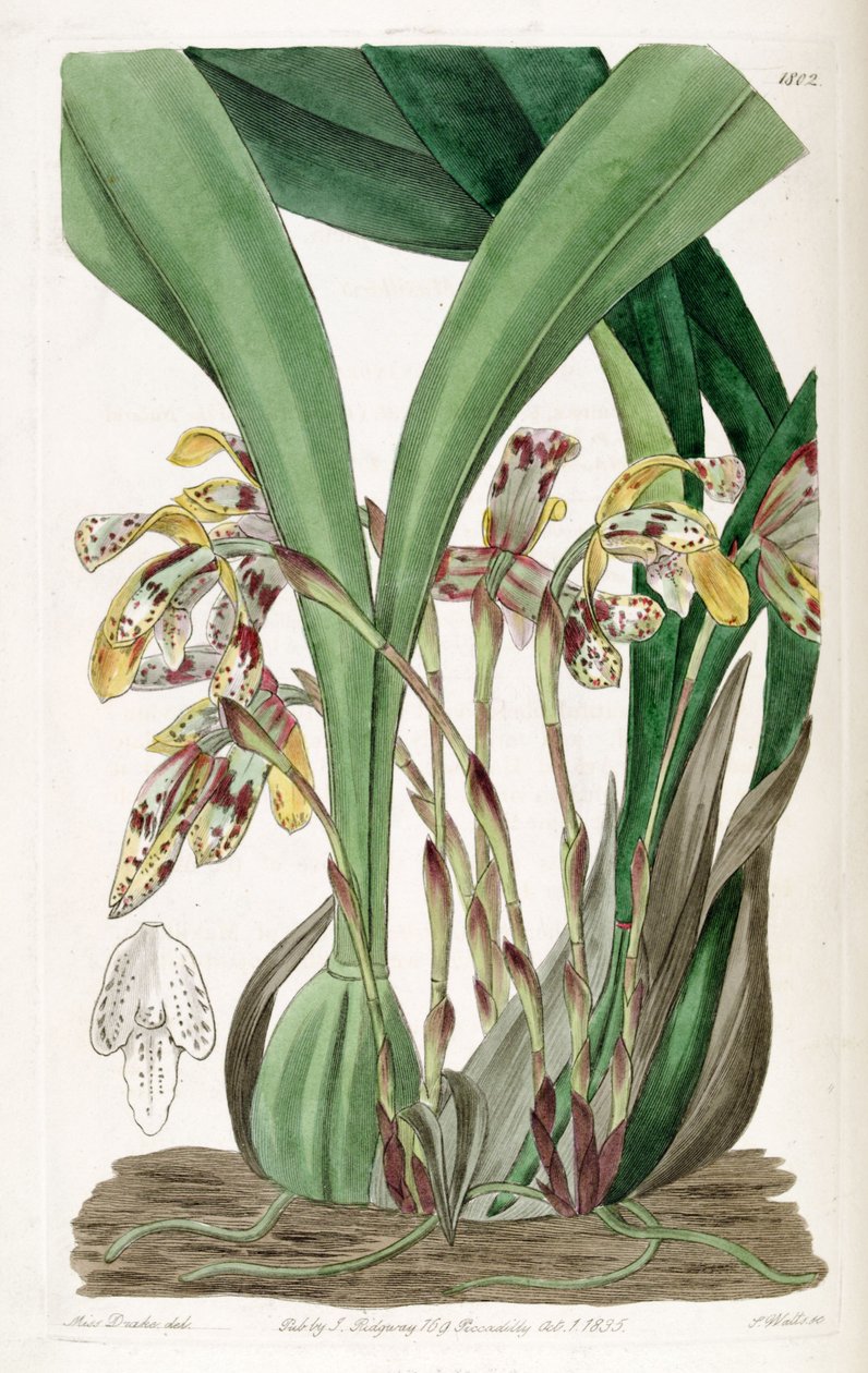 Brasiliorchis picta eller Maxillaria av Miss Drake