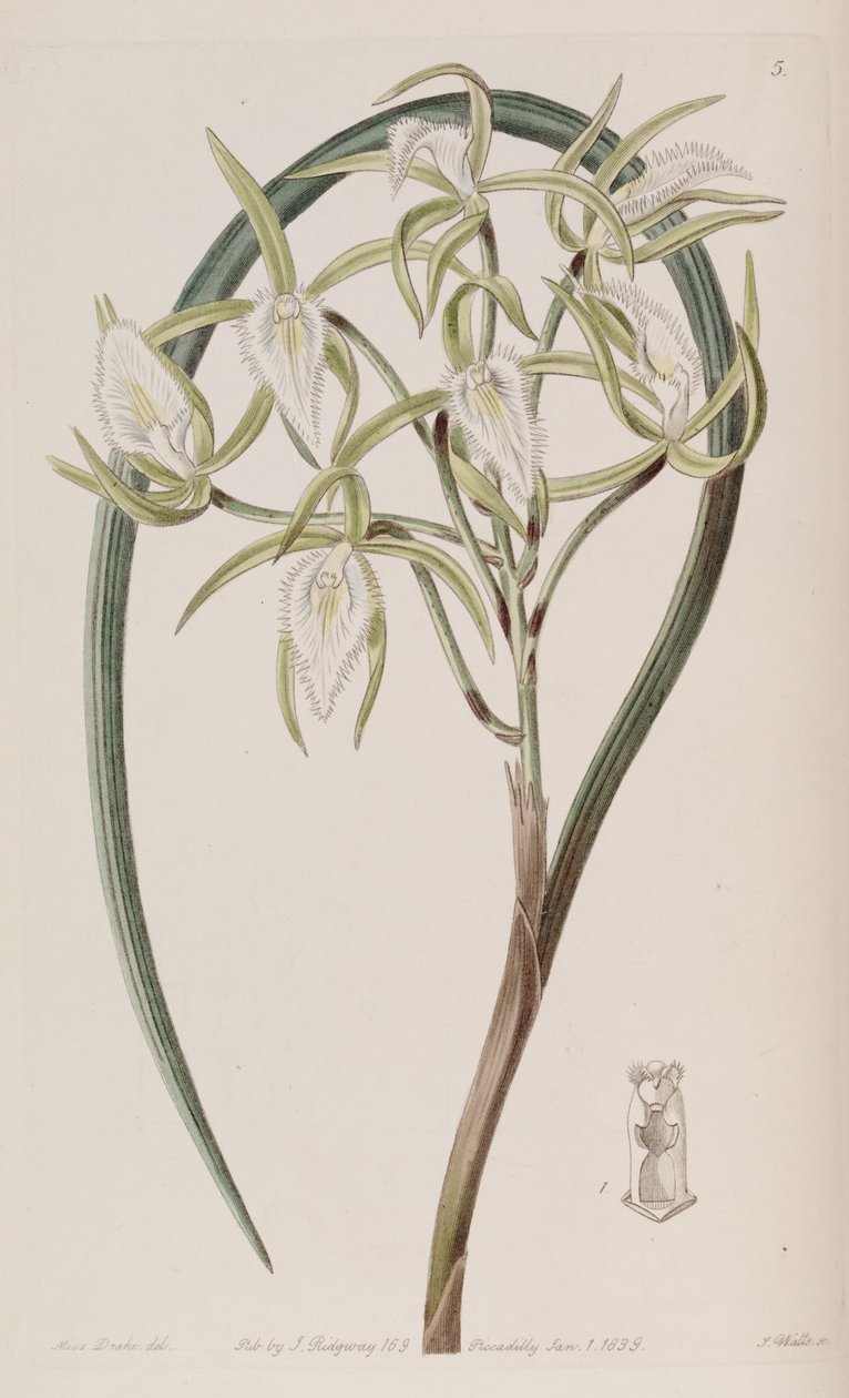 Brassavola martiana av Miss Drake