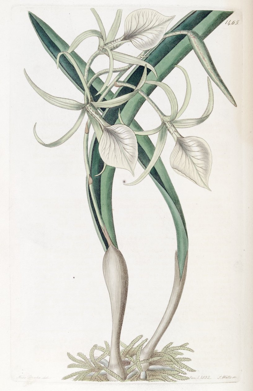 Brassavola nodosa av Miss Drake
