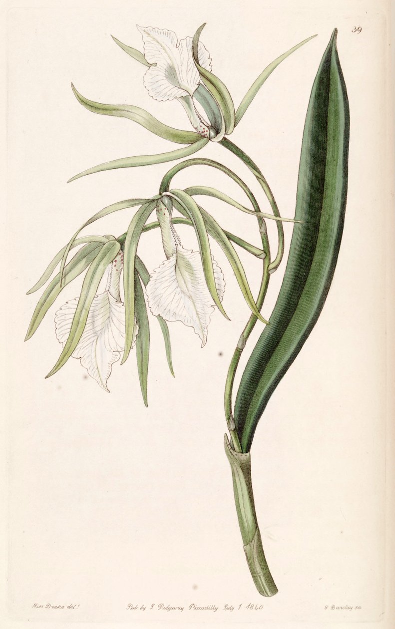 Brassavola venosa av Miss Drake