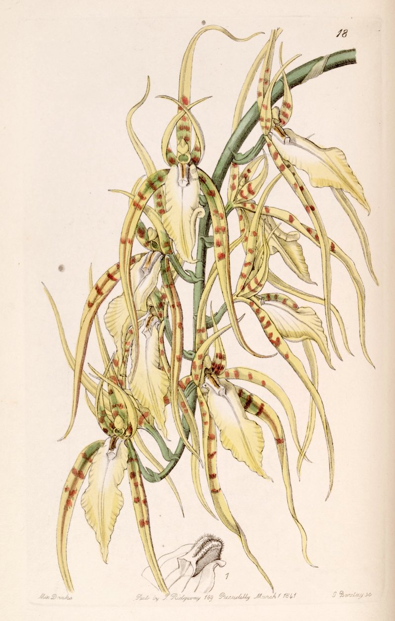 Brassia cochleata (som syn. Brassia lawrenceana) av Miss Drake