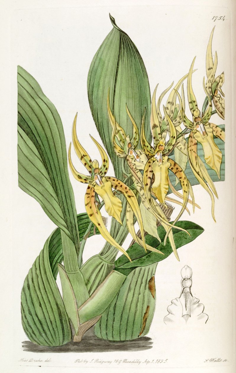 Brassia lanceana av Miss Drake