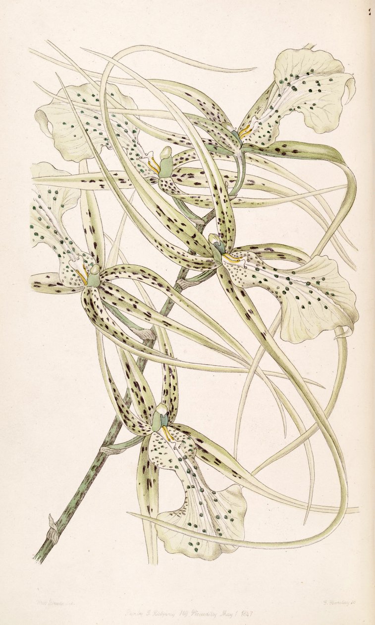 Brassia verrucosa (som syn. Brassia brachiata) av Miss Drake