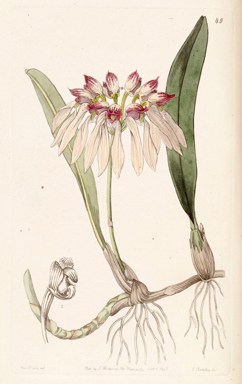 Bulbophyllum chinense (som syn. Cirrhopetalum chinense) av Miss Drake
