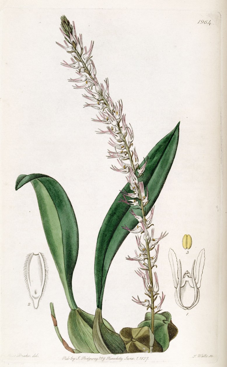 Bulbophyllum cocoinum (stavet Bolbophyllum cocoinum) av Miss Drake