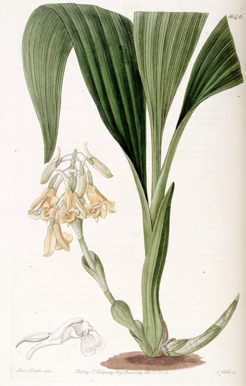 Calanthe densiflora av Miss Drake