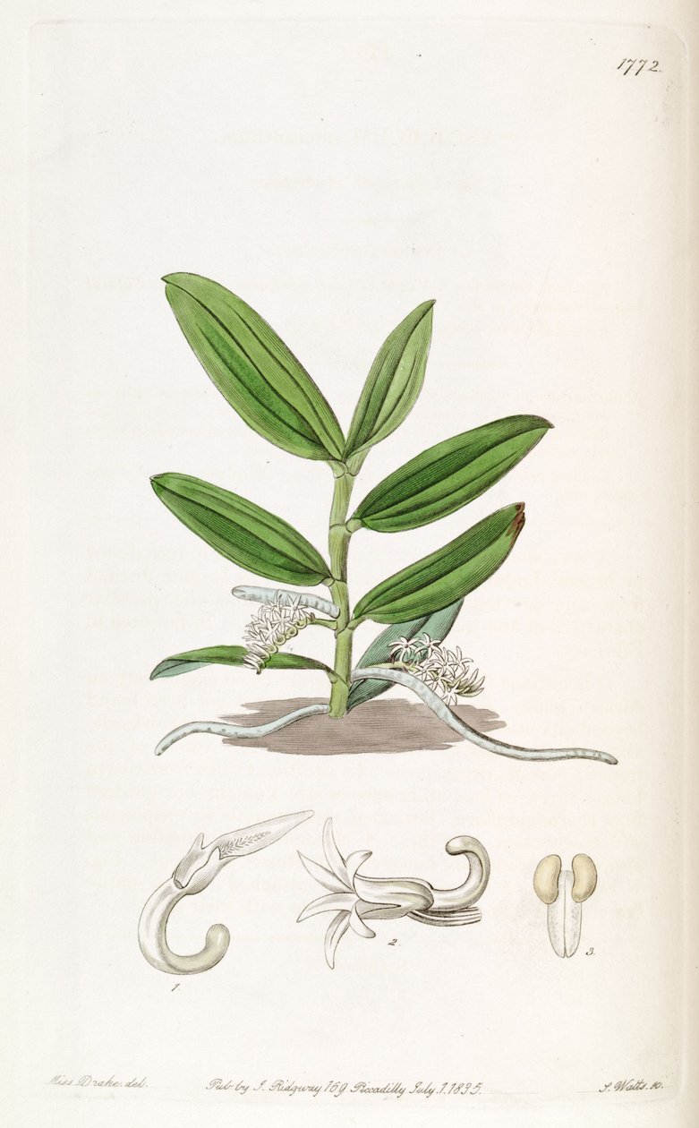 Campylocentrum micranthum (som syn. Angraecum micranthum) av Miss Drake