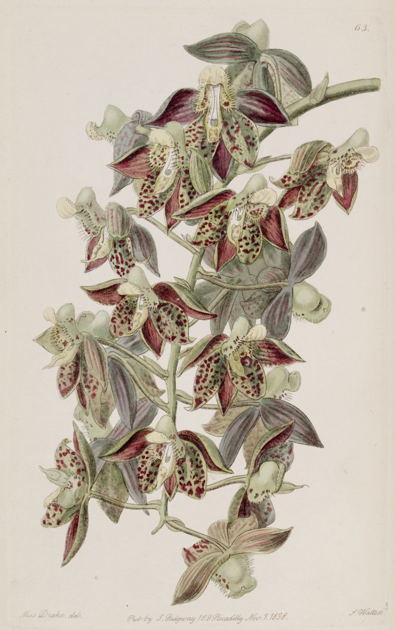 Catasetum atratum av Miss Drake