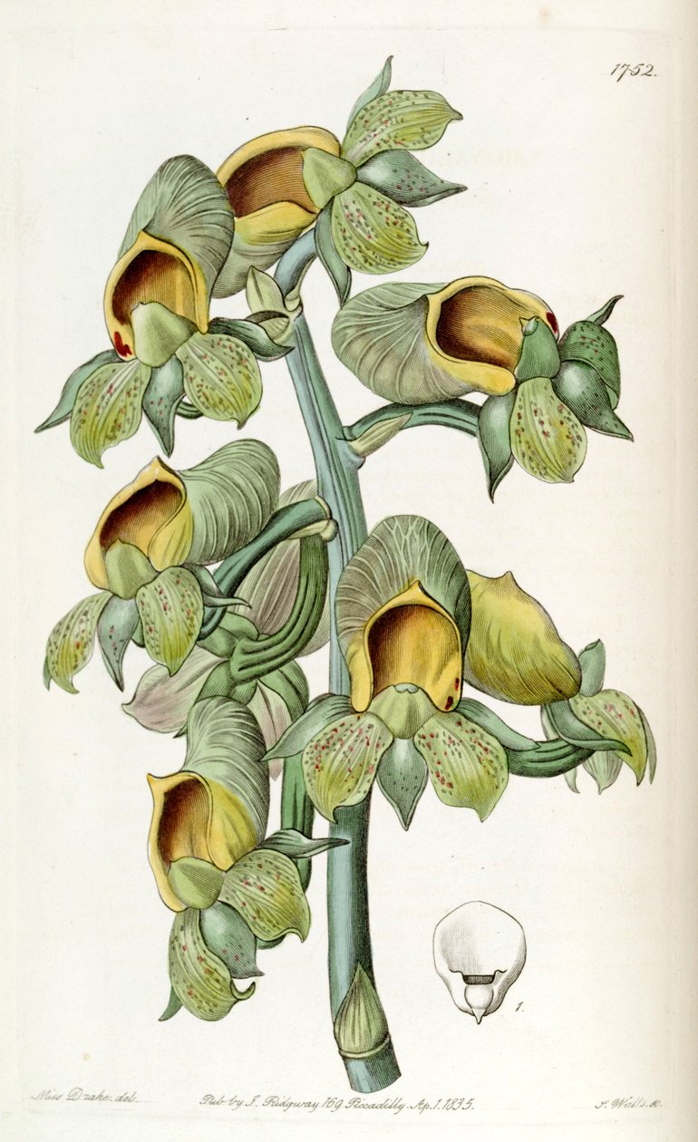 Catasetum cernuum (som syn. Monachanthus viridis) av Miss Drake