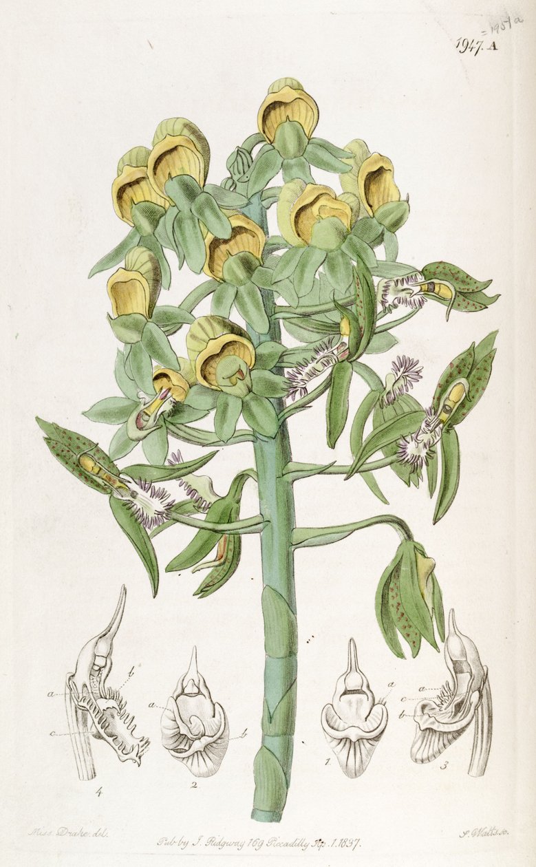 Catasetum cristatum, med hunnblomster (øverst) og hannblomster (nedre).   Feilaktig beskrevet av Dr. John Lindley som Monochanthus cristatus og Myanthus cristatus av Miss Drake